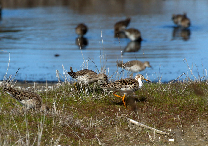 Sono arrivati  i Combattenti
